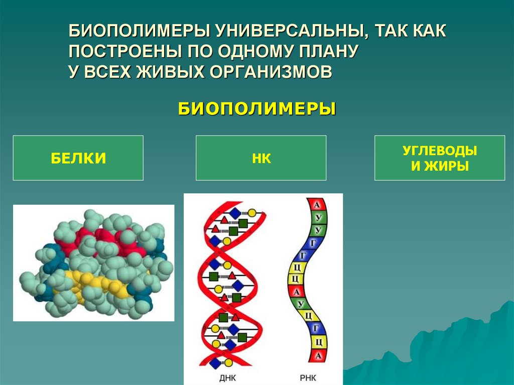 Биополимером является белок. Биополимеры это в биологии 10 класс. Биополимеры белки и полисахариды. Полимеры и биополимеры. Биологические полимеры примеры.