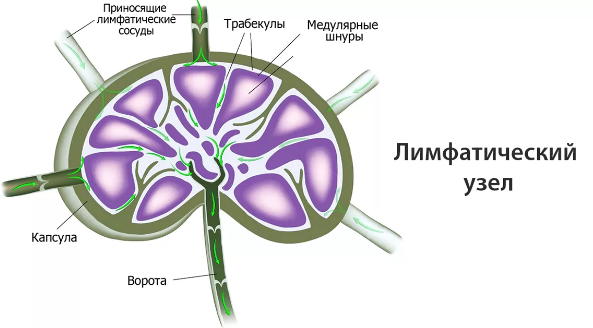 Фиброзные лимфоузлы. Лимфатический узел анатомия. Строение лимфатического узла анатомия. Структура лимфатического узла анатомия. Лимфатический узелок лимфатического узла.